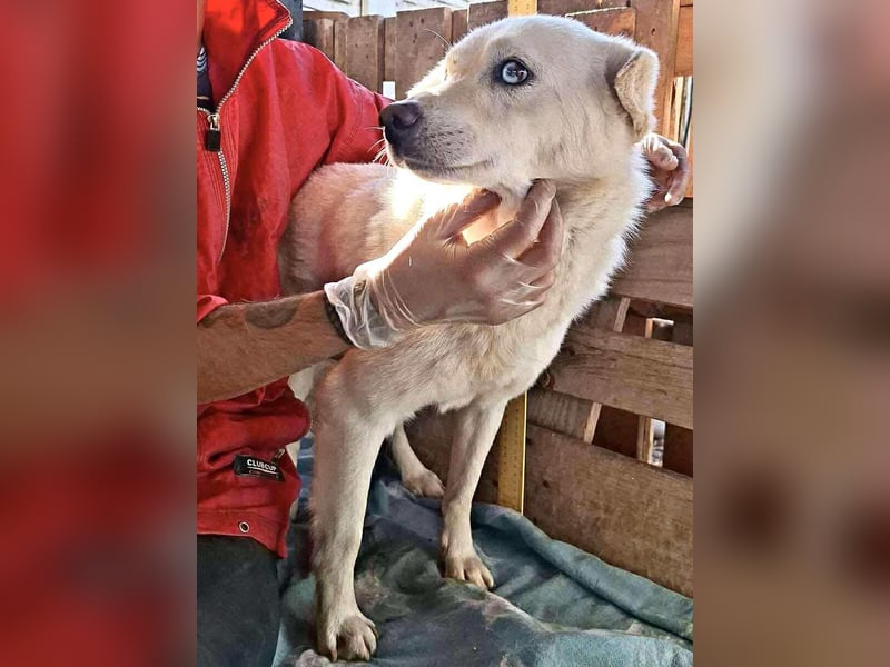 Liviu - freundlich & sozial