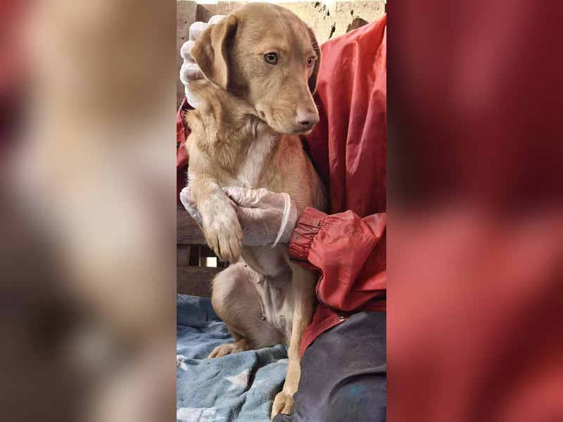 Tosca hat im Shelter Angst