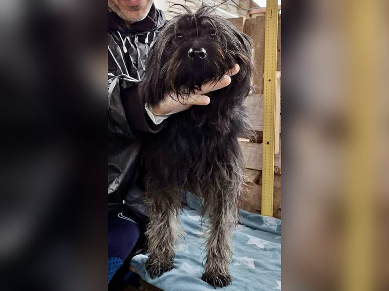 Sidney – junge Hündin mit Lebensfreude