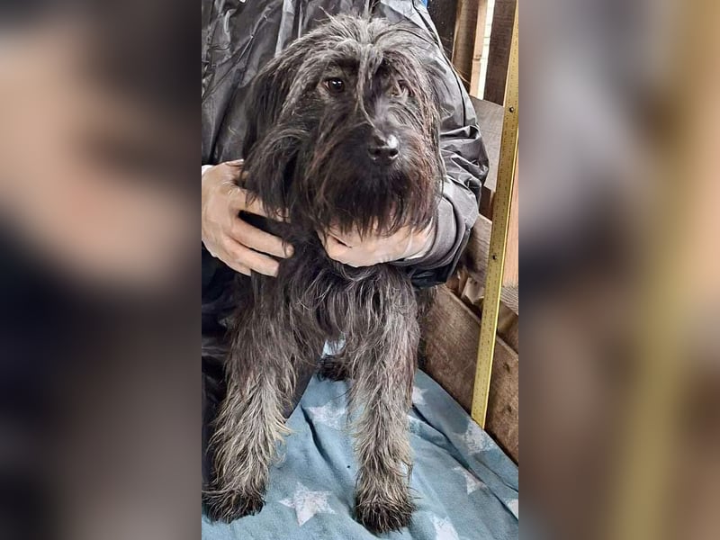 Sidney – junge Hündin mit Lebensfreude