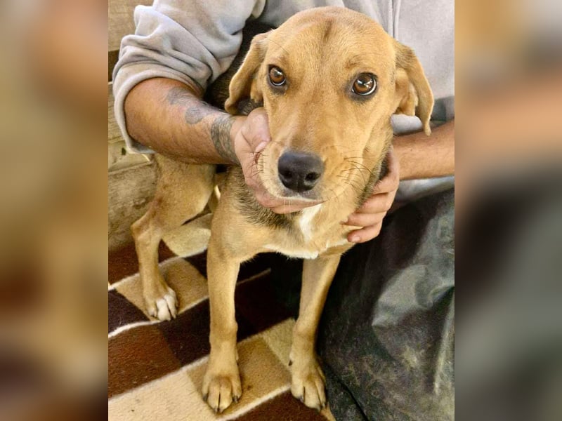 Beagle-Mix Mila – sanfte Junghündin sucht Geborgenheit