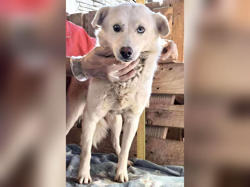 Liviu - freundlich & sozial