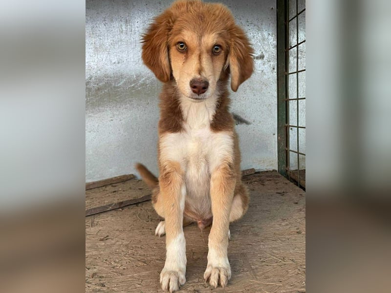 Liam - fröhlicher Welpenjunge