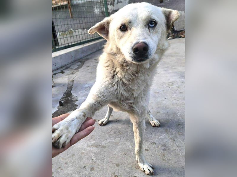 Liviu - freundlich & sozial