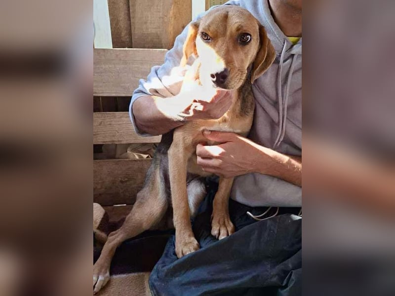 Beagle-Mix Mila – sanfte Junghündin sucht Geborgenheit