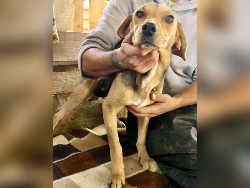 Beagle-Mix Mila – sanfte Junghündin sucht Geborgenheit