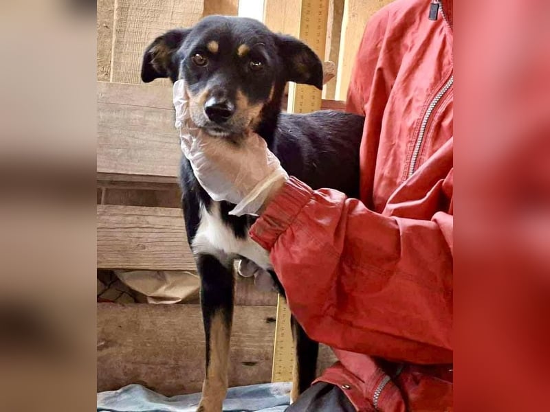 Berry - dankbar, aber noch schüchtern & ängstlich