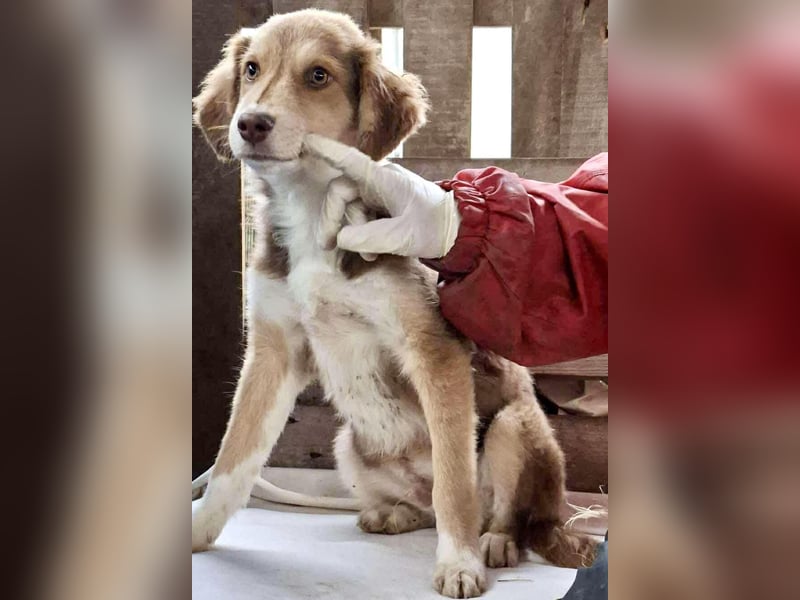 Liam - fröhlicher Welpenjunge