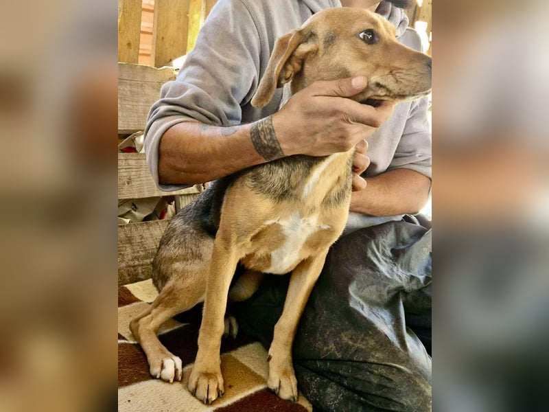 Beagle-Mix Mila – sanfte Junghündin sucht Geborgenheit