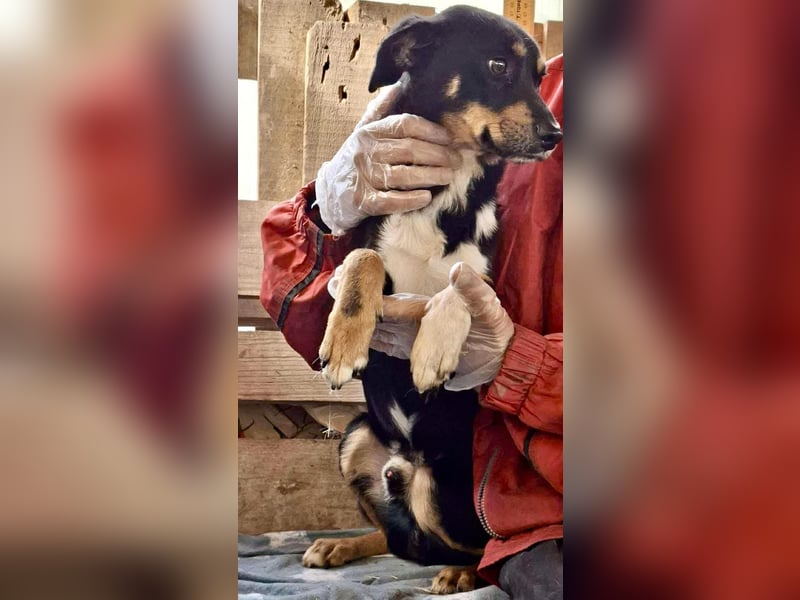 Berry - dankbar, aber noch schüchtern & ängstlich