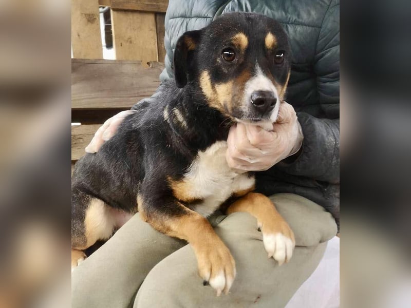 Franjo sucht warmes & liebevolles Zuhause