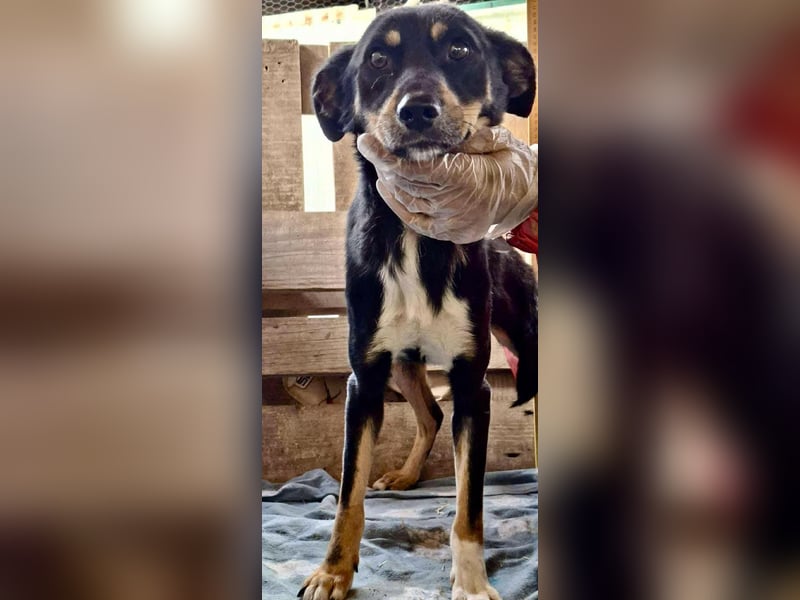 Berry - dankbar, aber noch schüchtern & ängstlich