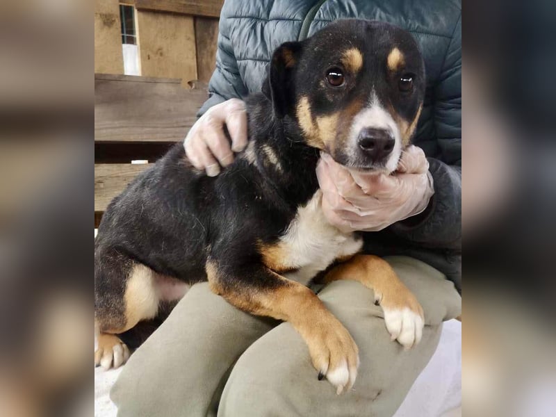 Franjo sucht warmes & liebevolles Zuhause