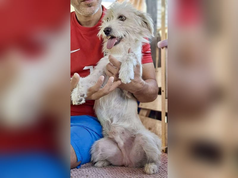 Lucky – Junghund voller Lebensfreude