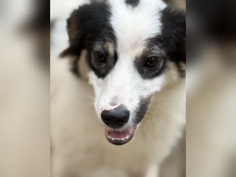 ⭐️ASA⭐️ Hündin, 1 Jahr, 45 cm, Mischling, Tierschutz