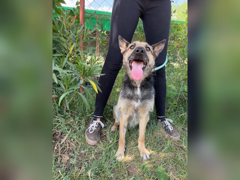 Norka - diesen Hund sollte man kennenlernen
