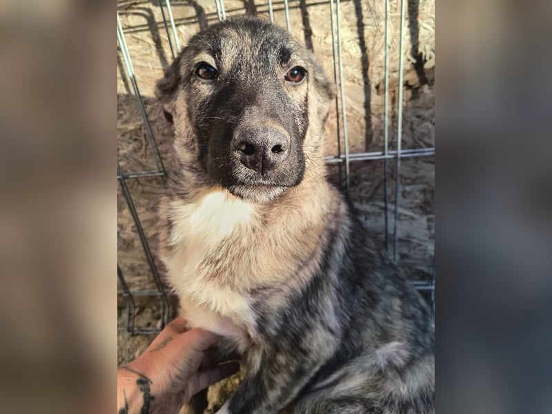 ⭐️HUPS⭐️, Rüde, 5 Monate, 40 cm, Mischling, Tierschutz