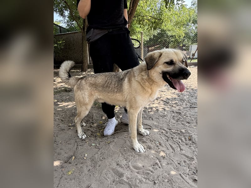 Csimo - Ein Hund auf dem Weg zum Traumhund