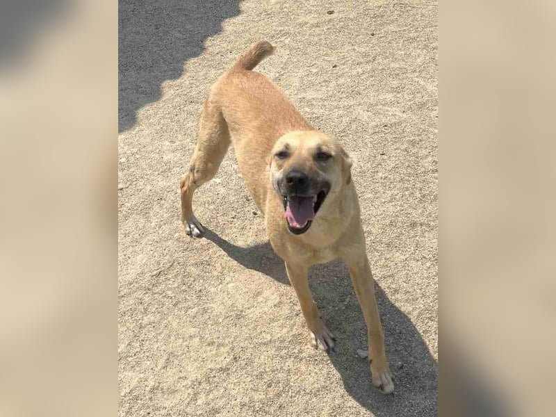 ⭐️PIRA⭐️, sanfte Hündin, 2,5 Jahre, 46 cm, Mischling, Tierschutz