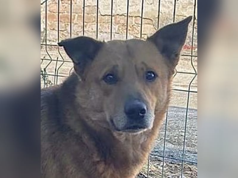 ⭐️FEIVEL⭐️, reizender Knopfaugen-Rüde, 4 Jahre, 46cm, Mischling, Tierschutz