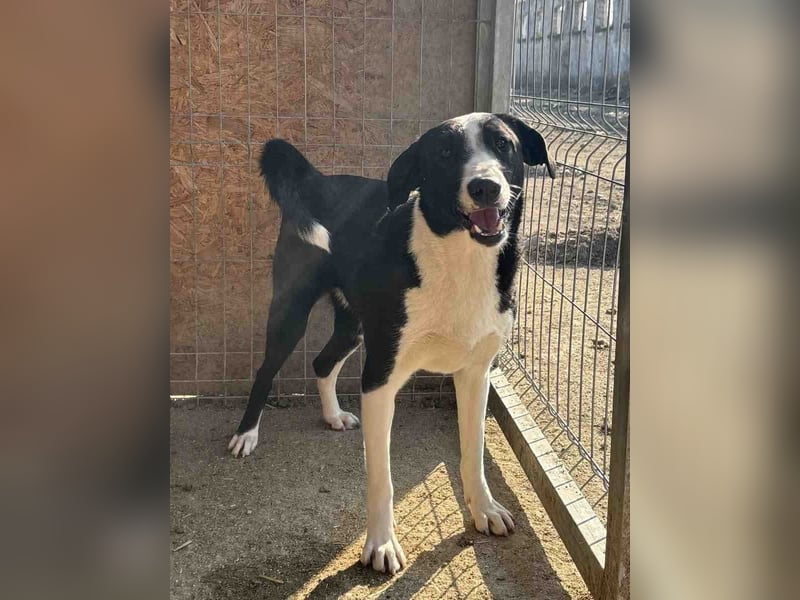 ⭐️YAFFA⭐️ Hündin, 2 Jahre, 43 cm, Mischling, Tierschutz