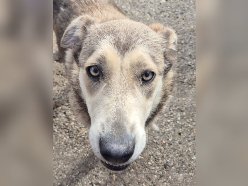 Rüde 107418 stellt sich vor