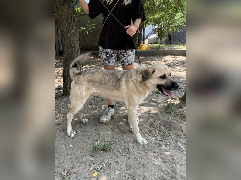 Csimo - Ein Hund auf dem Weg zum Traumhund
