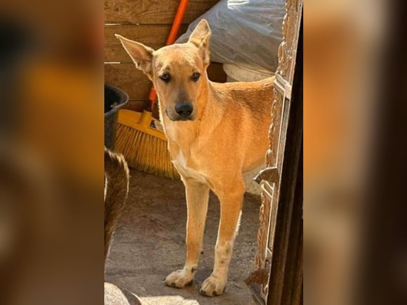 PIRI, sanftmütiger Junghund, Rüde, 2 Jahre, 46 cm, Mischling, Tierschutz