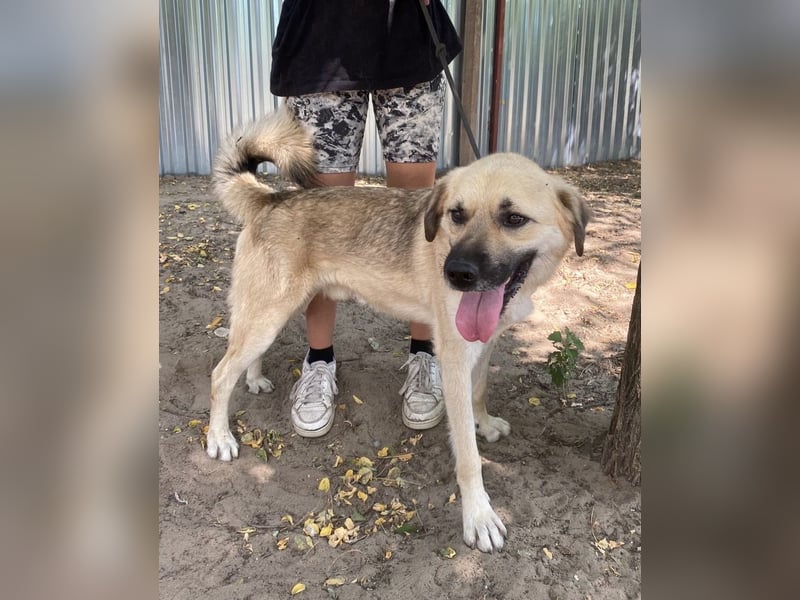 Csimo - Ein Hund auf dem Weg zum Traumhund