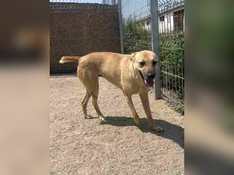 ⭐️PIRA⭐️, sanfte Hündin, 2,5 Jahre, 46 cm, Mischling, Tierschutz