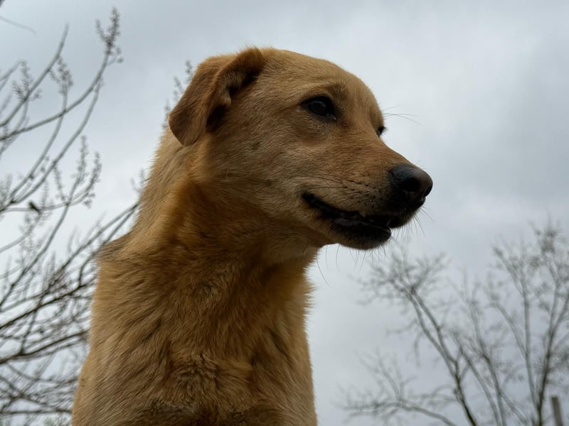 Hündin 219239 stellt sich vor