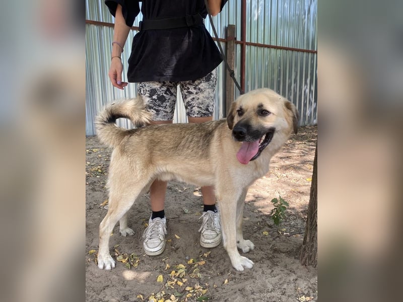 Csimo - Ein Hund auf dem Weg zum Traumhund