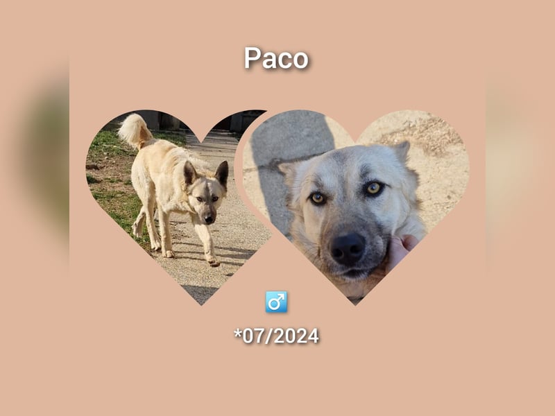 Kinderfreundlicher Welpe Paco möchte Rumänien schnell verlassen