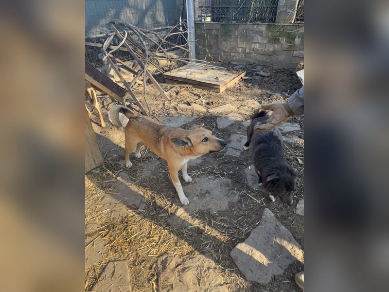 KIMBA, Hündin, 2,5 Jahre, 45 cm, Mischling, Tierschutz