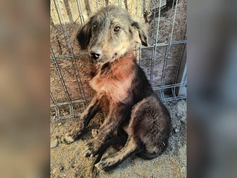 ⭐️HALLY⭐️, Hündin, 5 Monate, 40 cm, Mischling, Tierschutz