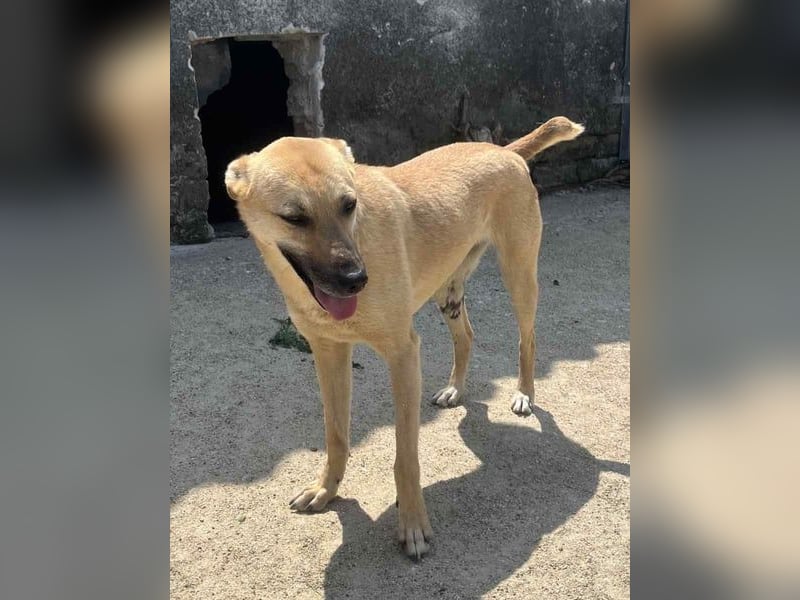 ⭐️PIRA⭐️, sanfte Hündin, 2,5 Jahre, 46 cm, Mischling, Tierschutz