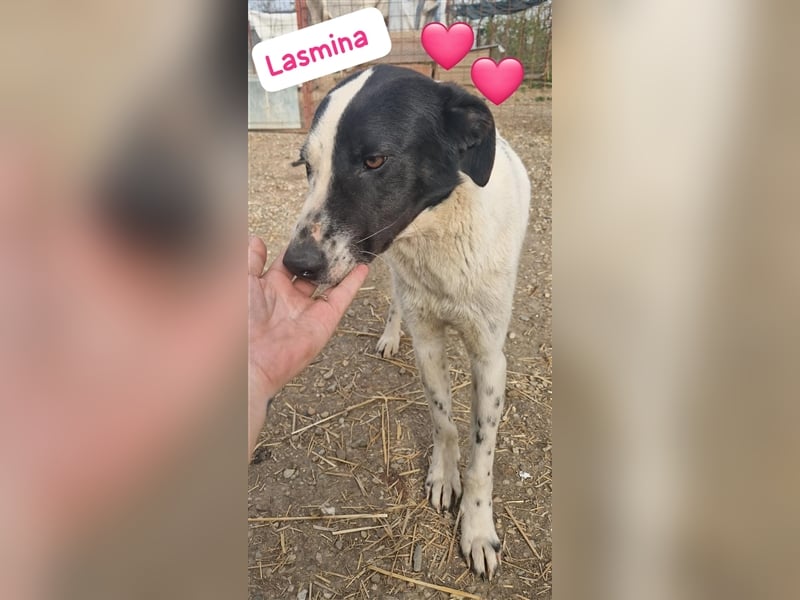 Hündin Lasmina lebt im Rudel in Rumänien