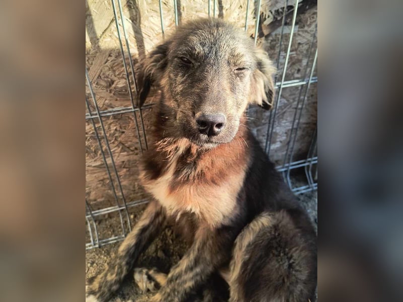 ⭐️HALLY⭐️, Hündin, 5 Monate, 40 cm, Mischling, Tierschutz