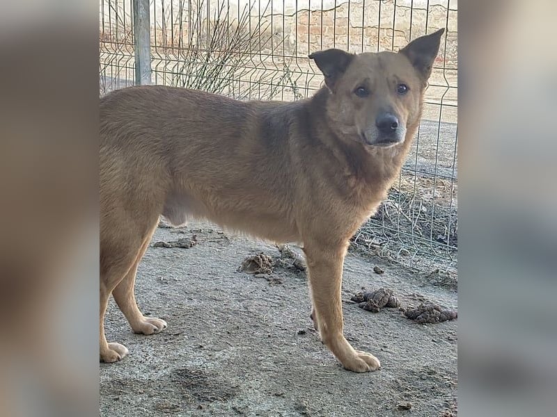 ⭐️FEIVEL⭐️, reizender Knopfaugen-Rüde, 4 Jahre, 46cm, Mischling, Tierschutz