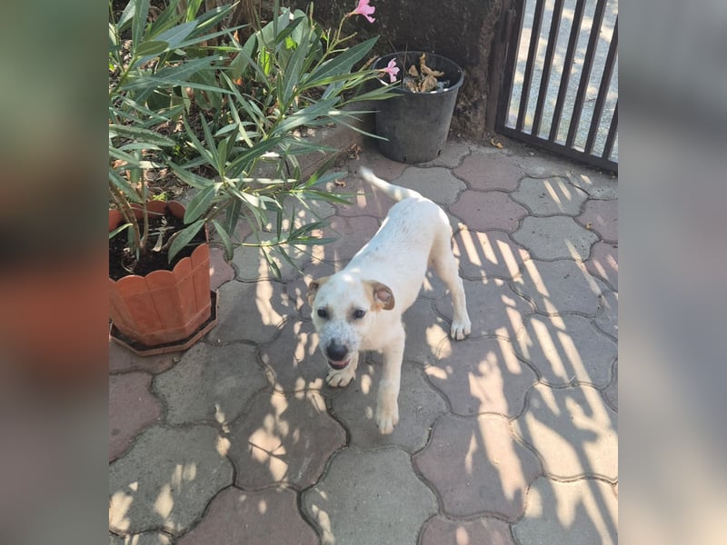 Hündin Gia würde Rumänien so gerne vor dem kalten Winter dort verlassen