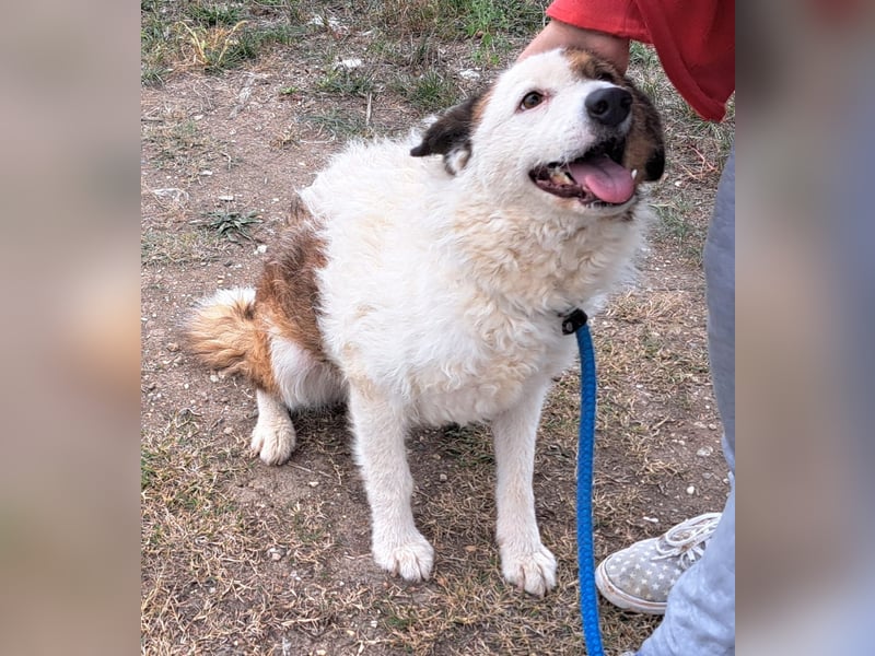 Wunderhübscher Bub- Hippo möchte Rumänien verlassen