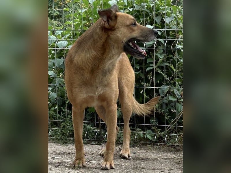 ⭐️FEIVEL⭐️, reizender Knopfaugen-Rüde, 4 Jahre, 46cm, Mischling, Tierschutz