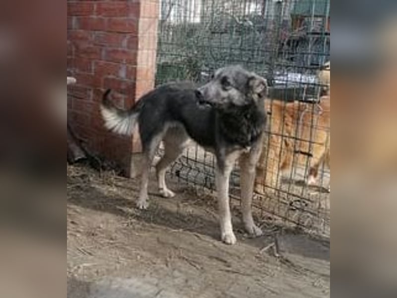 ⭐️GREY⭐️, Schüchterner Schatz, Hündin, 4 Jahre, 44 cm, Mischling, Tierschutz