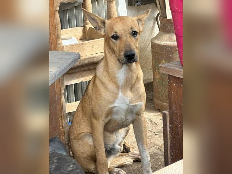 PIRI, sanftmütiger Junghund, Rüde, 2 Jahre, 46 cm, Mischling, Tierschutz