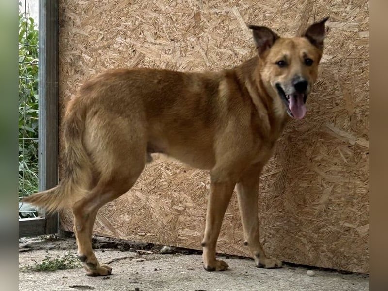 ⭐️FEIVEL⭐️, reizender Knopfaugen-Rüde, 4 Jahre, 46cm, Mischling, Tierschutz