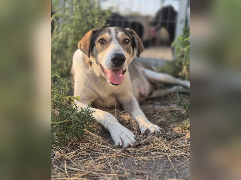 ⭐️ALINA⭐️, Hündin, 3 Jahre, 50 cm, Mischling, Tierschutz ⭐️ALINA⭐️, Hündin, 3 Jahre, 50 cm, Mischling, Tierschutz