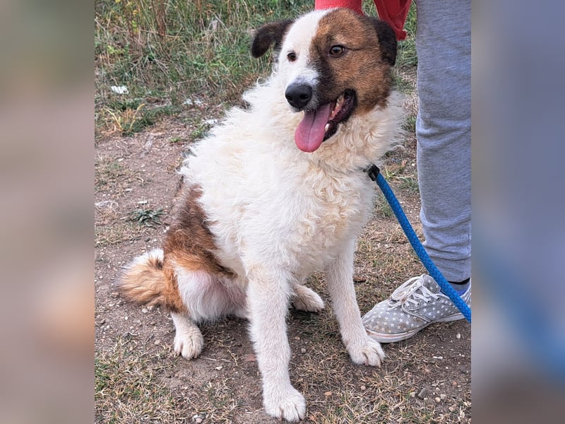 Wunderhübscher Bub- Hippo möchte Rumänien verlassen