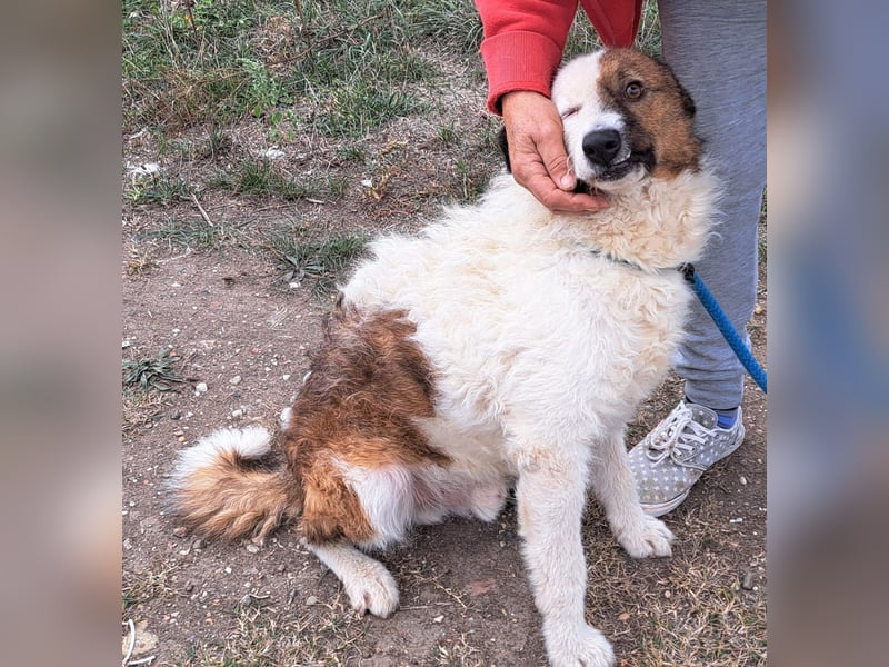 Wunderhübscher Bub- Hippo möchte Rumänien verlassen