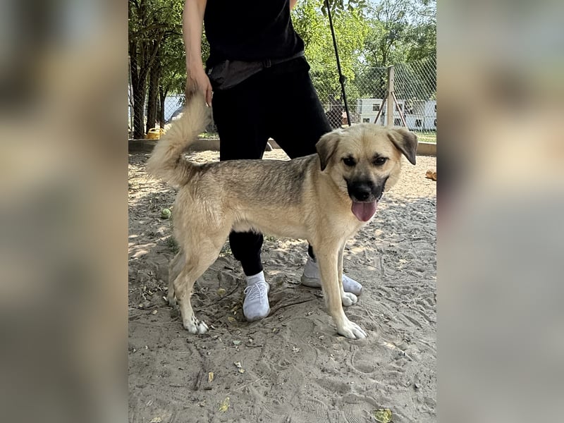 Csimo - Ein Hund auf dem Weg zum Traumhund