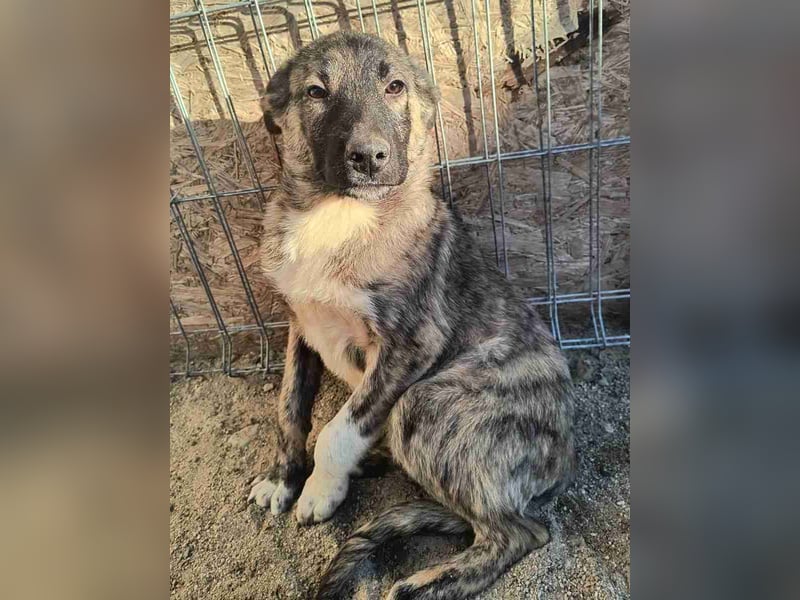 ⭐️HUPS⭐️, Rüde, 5 Monate, 40 cm, Mischling, Tierschutz